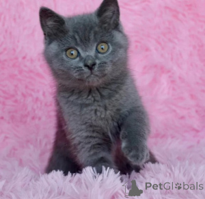 Photo №1. british shorthair - for sale in the city of Göttingen | 361$ | Announcement № 177732
