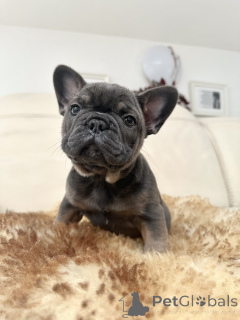 Photo №2 to announcement № 160896 for the sale of french bulldog - buy in Austria private announcement