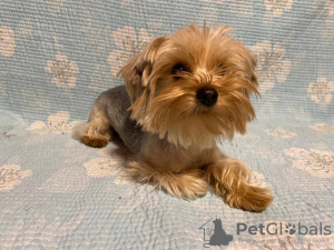 Photo №3. Yorkshire terrier. Germany