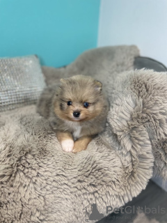 Photo №2 to announcement № 103344 for the sale of pomeranian - buy in United States private announcement