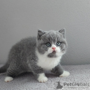 Photo №1. british shorthair - for sale in the city of Vilnius | negotiated | Announcement № 133992