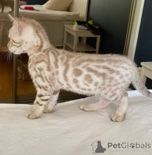 Photo №1. bengal cat - for sale in the city of Helsinki | 568$ | Announcement № 164367