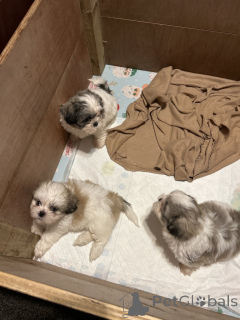 Photo №1. shih tzu - for sale in the city of Santa Clarita | 300$ | Announcement № 155752