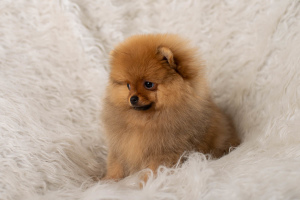 Photo №1. pomeranian - for sale in the city of Ulyanovsk | 559$ | Announcement № 5942