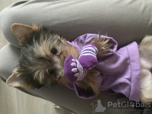 Photo №4. I will sell yorkshire terrier in the city of Grodno. private announcement, breeder - price - 350$