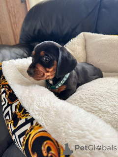 Photo №4. I will sell non-pedigree dogs in the city of ISOLA SAN GIULIO. private announcement - price - 465$