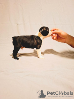 Photo №4. I will sell boston terrier in the city of Obrenovac. breeder - price - negotiated