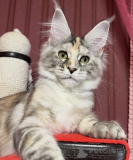 Photo №1. maine coon - for sale in the city of Affalterbach | 981$ | Announcement № 161420