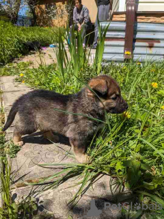 Additional photos: Gorgeous Pekingese puppies