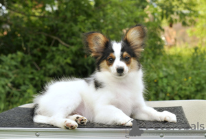 Photo №4. I will sell papillon dog in the city of Москва. breeder - price - 815$