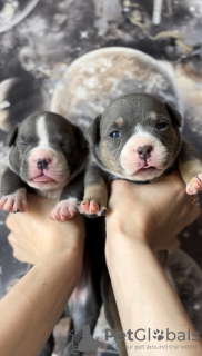 Photo №4. I will sell american bully in the city of New York. from nursery - price - 4556$