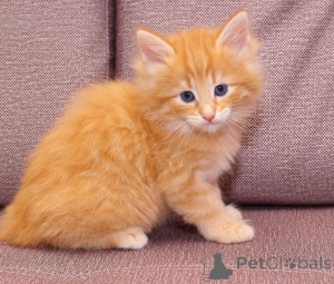 Photo №1. norwegian forest cat - for sale in the city of Bayerisch Eisenstein | 310$ | Announcement № 172934