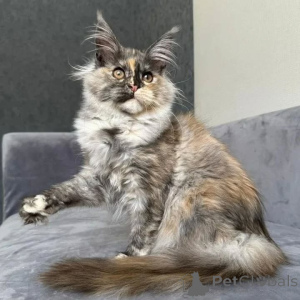 Photo №1. maine coon - for sale in the city of Hamburg | negotiated | Announcement № 167776