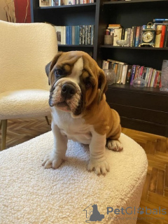 Photo №2 to announcement № 108330 for the sale of english bulldog - buy in Serbia 