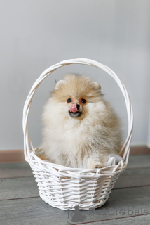 Photo №4. I will sell pomeranian in the city of Minsk. breeder - price - negotiated