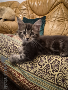 Photo №2 to announcement № 159464 for the sale of maine coon - buy in Germany private announcement