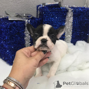 Photo №1. yorkshire terrier - for sale in the city of Pennsylvania Furnace | negotiated | Announcement № 149978