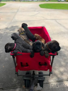 Photo №1. cane corso - for sale in the city of Aalborg | 671$ | Announcement № 173398