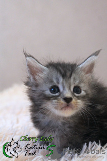 Photo №3. Cherry Lady Maine Coon girl. Russian Federation