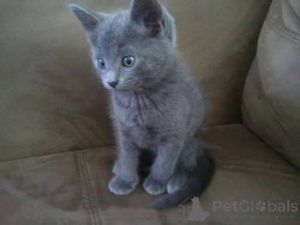 Photo №2 to announcement № 173571 for the sale of russian blue - buy in Montenegro private announcement, breeder