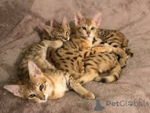 Photo №2 to announcement № 159887 for the sale of savannah cat - buy in Lithuania private announcement