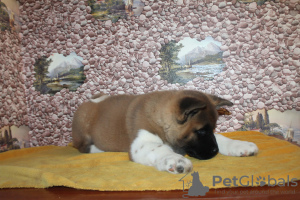 Photo №2 to announcement № 8138 for the sale of american akita - buy in Russian Federation breeder