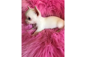 Photo №4. I will sell chihuahua in the city of Warsaw. private announcement - price - Is free