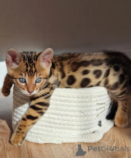 Photo №1. bengal cat - for sale in the city of Groningen | negotiated | Announcement № 176449