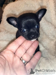 Photo №3. Chihuahua puppies. Serbia