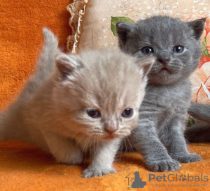 Photo №1. british shorthair - for sale in the city of Sacramento | 260$ | Announcement № 83703