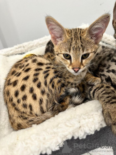 Photo №1. savannah cat - for sale in the city of Yeroskipou | Is free | Announcement № 121138