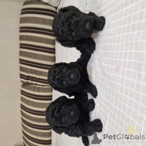 Photo №1. poodle (dwarf) - for sale in the city of Minsk | negotiated | Announcement № 167529