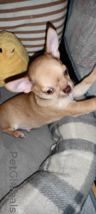 Additional photos: chihuahua babies