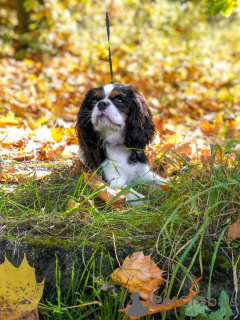 Photo №1. cavalier king charles spaniel - for sale in the city of Мост | 300$ | Announcement № 27774