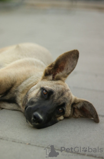 Additional photos: I am looking for a loving family for two wonderful sisters Zhuzhun and Lilu.