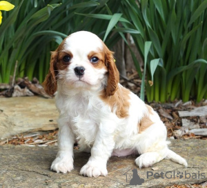 Photo №1. cavalier king charles spaniel - for sale in the city of Штутгарт | Is free | Announcement № 123920