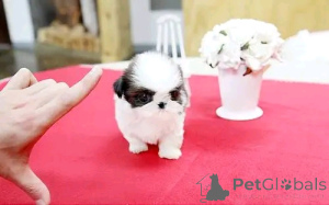 Photo №2 to announcement № 138981 for the sale of shih tzu - buy in United States private announcement, breeder