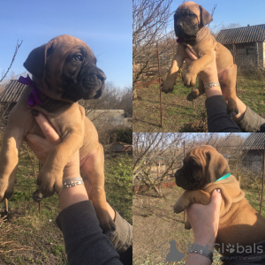 Photo №1. boerboel - for sale in the city of Belgorod | 665$ | Announcement № 10070