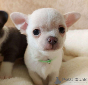 Photo №3. Two Chihuahua Puppies For Re-homing. Germany