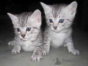 Photo №1. egyptian mau - for sale in the city of Bielefeld | 361$ | Announcement № 169541
