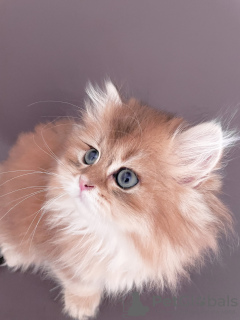Photo №2 to announcement № 51253 for the sale of british longhair - buy in Germany breeder