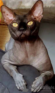 Additional photos: Sphynx Show Quality and for Breeding Black Kitten