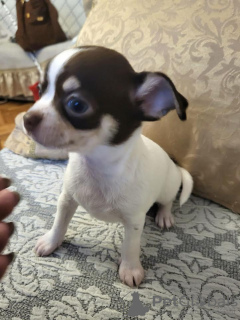 Additional photos: Chihuahua, cuddly puppies