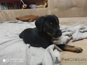 Photo №1. miniature pinscher - for sale in the city of Харцызск | 22$ | Announcement № 7501