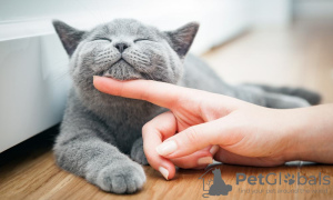 Photo №2 to announcement № 96921 for the sale of british shorthair - buy in Germany breeder