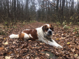 Additional photos: Garni male breed saint bernard (v'yazka, female)