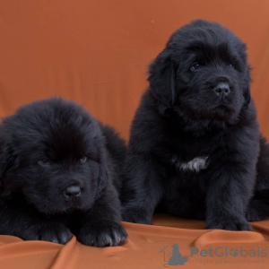 Photo №3. High-bred Newfoundland puppies. Russian Federation