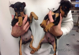 Photo №1. miniature pinscher - for sale in the city of Prague | negotiated | Announcement № 156848