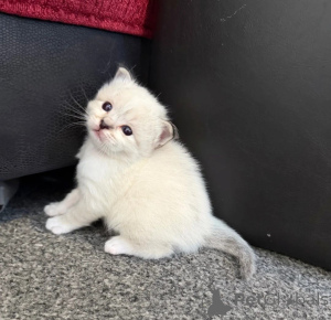Photo №1. birman - for sale in the city of Borgentreich | 361$ | Announcement № 169812