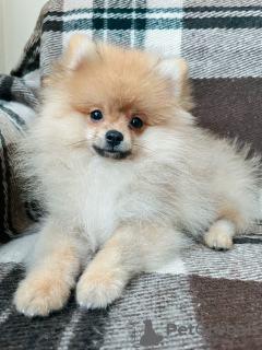 Photo №2 to announcement № 28353 for the sale of pomeranian - buy in Georgia private announcement